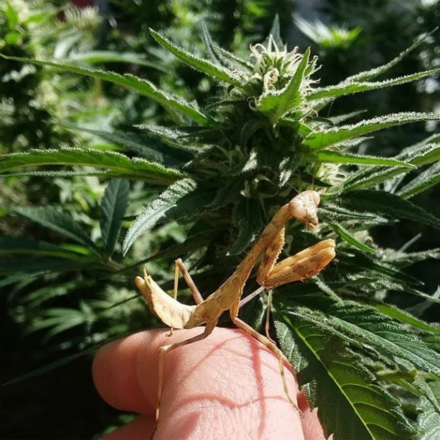Max’s 420 Grow