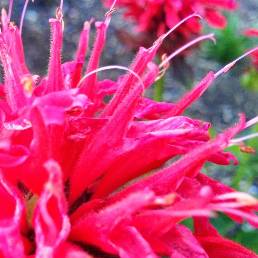 CreatistGardens