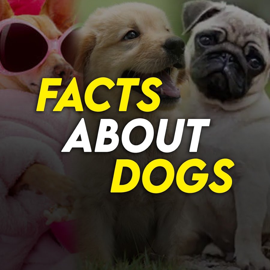 Facts About Dogs