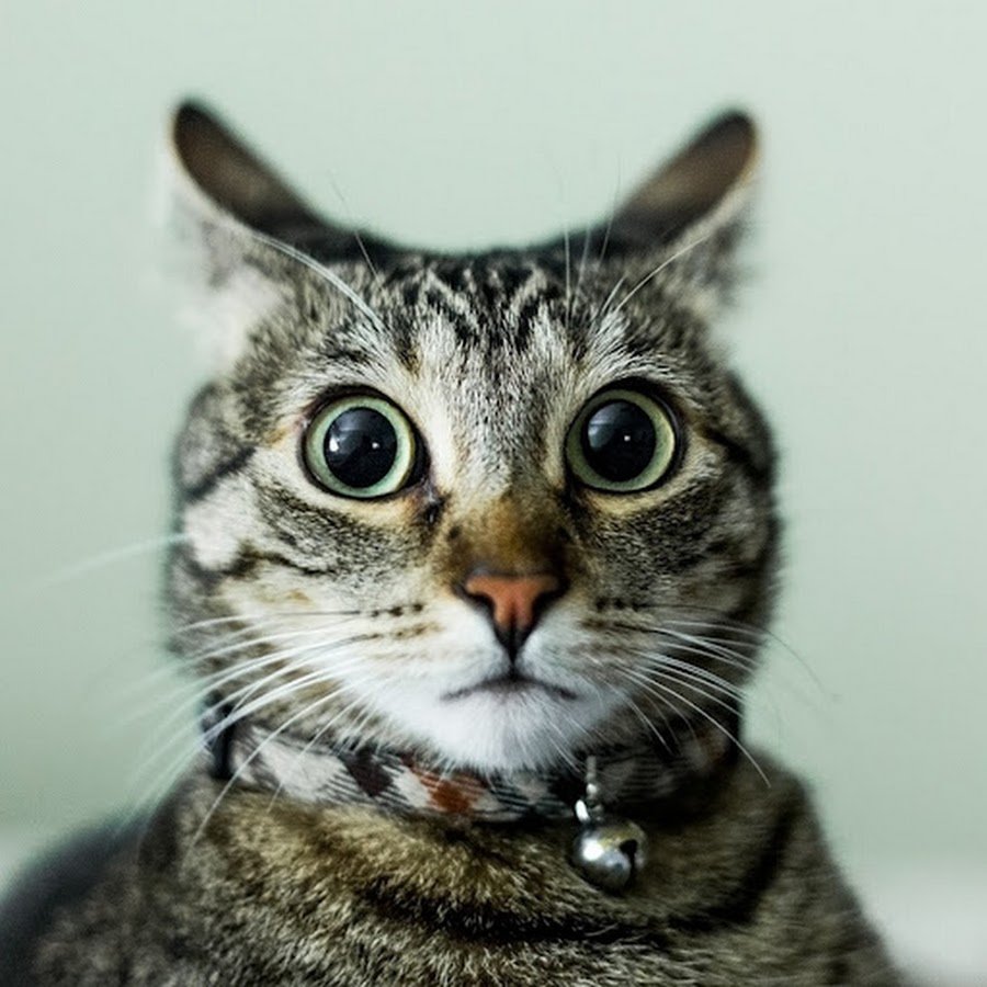 FlushyToons Animation