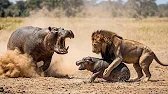 El Increíble Instinto de una Hipopótamo para Salvar a su Bebé del León