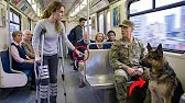 “Is This Seat Taken?” Disabled Girl Sat Near a Navy SEAL — His Dog Instantly Shifted Into Guard Mode