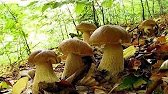 Rowerowe Grzybobranie. Masa Grzybów. Sezon na grzyby 🍄‍🟫#rower #grzybobranie #grzyby #las