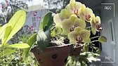 🌿 15 Minutes in the Little Garden – A Moment of Peace Every Day