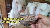 CARA SUKSES BUDIDAYA KAMBING TANPA NGARIT DAN UNTUNG BESAR