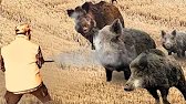 DEADLY Giant Boar Hunts - 50 Extreme & Unbeli...