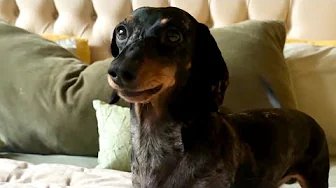MINI DACHSHUND CAUSES CHAOS 😱