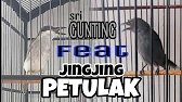 MASTERAN BURUNG JingJing PETULAK feat SRI GUNTING !!! MASTERAN SANG JUARA 🏆🏆🏆