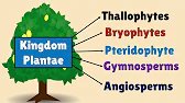 Kingdom Plantae | Plant Kingdom | Bryophytes | Pteridophytes | Gymnosperms | Angiosperms