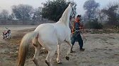 Everyone Reacted the Same Way After Seeing This Horse | 2026