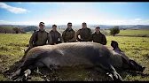 GIANT MONSTER Wild Boar! 490lb Hog Taken Down...