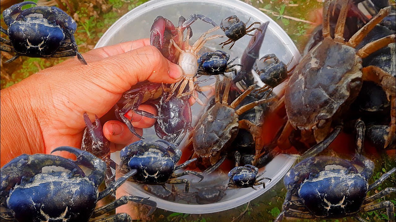 Great! I caught and observed freshwater crabs on land in Vietnam
