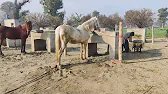 Video viral new