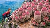 Harvest 1000+ wild cactus & Go to Market Sell | rare fruit that grows in the amazon forest
