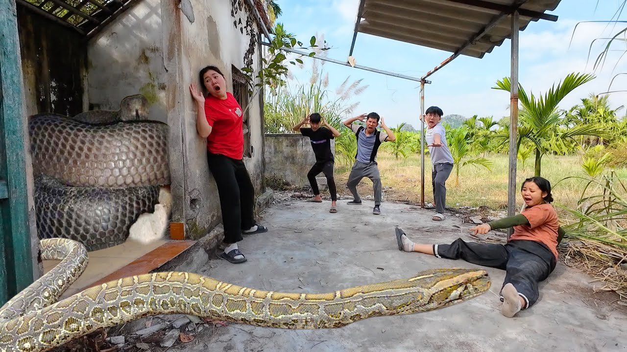 Brave Experts Face Giant Anaconda in Abandoned House