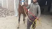 Beautiful amazing horse 🐴 enjoying