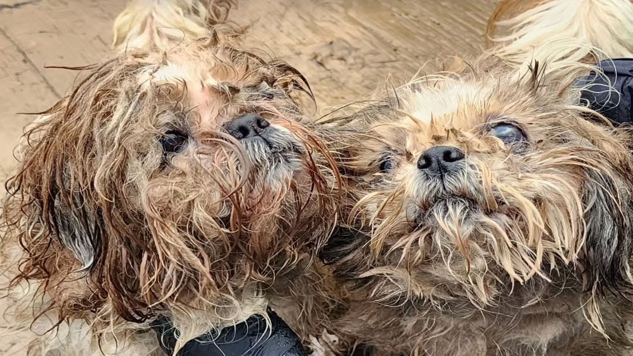 The poor dogs were found in a state beyond description: blind, deaf, and riddled with disease.