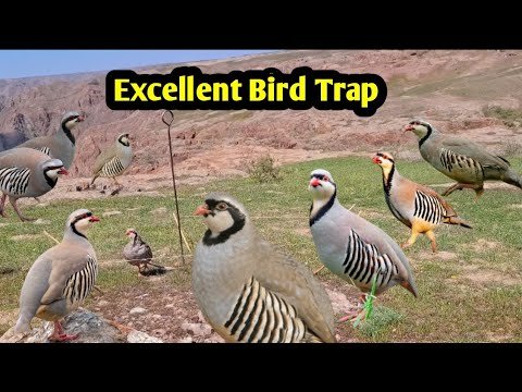 Exclusive Bird Trap! Many Bird Caught! Traditional Bird Trap 2025
