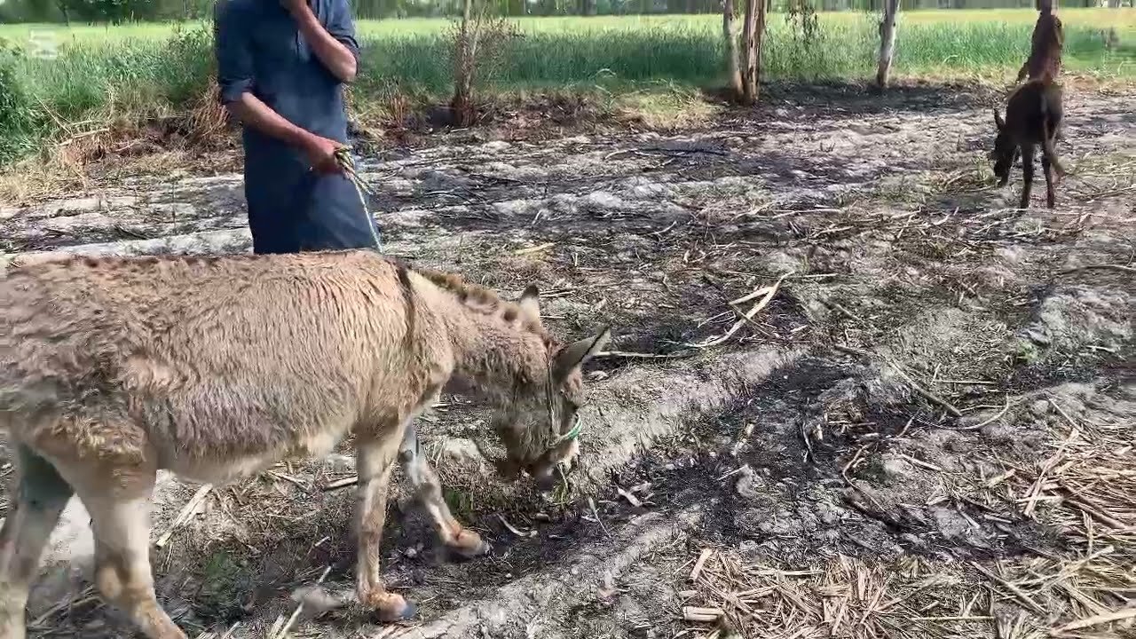 Beautiful donkey// power full donkey 🐴