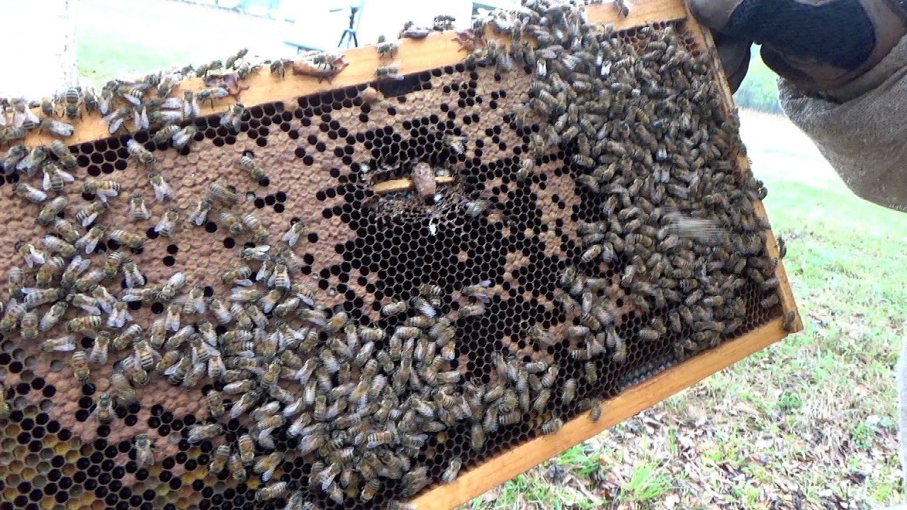 Never buy a queen again. Getting your own bees to make their own queen.