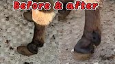 The Highland Farrier ep7. Rescue Donkeys hoof restoration