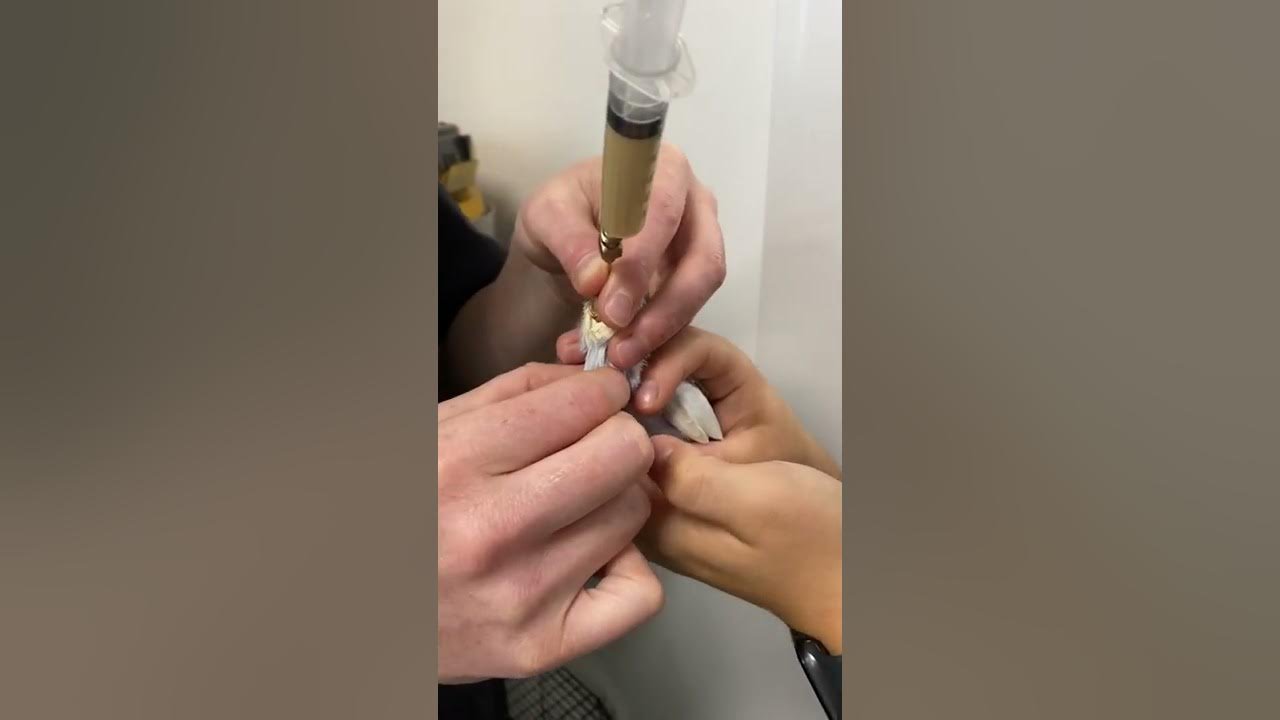 How to crop feed a bird.