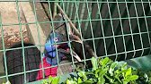 An excited cassowary.