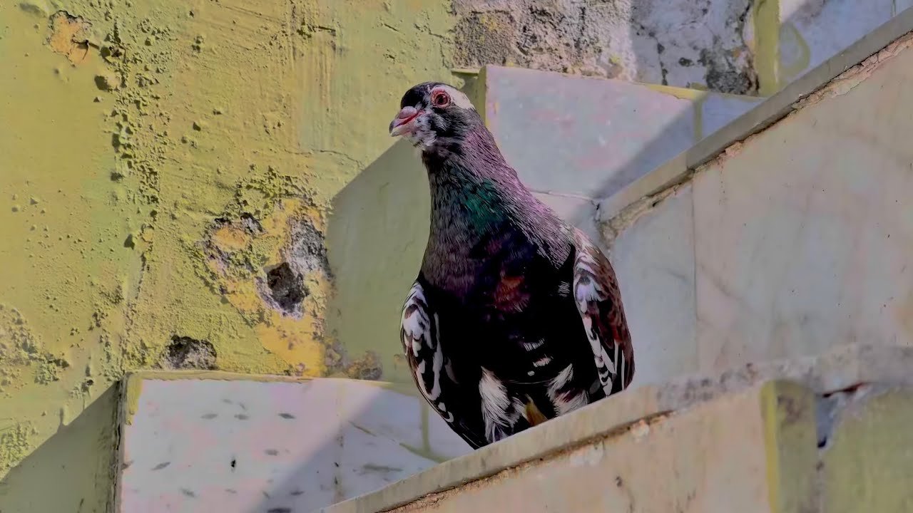 Patyale Kabootaro Mai shirazi kabootar pakda 🥰