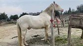 Strength Meets Elegance – Stunning Horse Moments 🐎🔥Horse Power & Love – A Beautiful Connection"