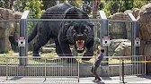 Giant Creature Zoo | 4K Awakening of a Prehistoric Giant Zoo II
