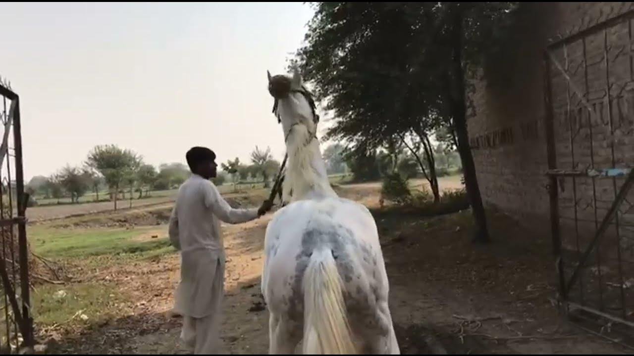 Horse Video Vril 🐎