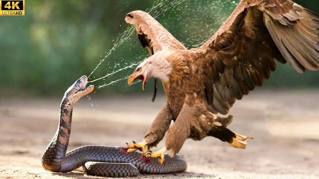 Wings of Fury | The Mighty Eagle Strikes the King Cobra!