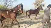Horse enjoy horse lovers horse 🐎