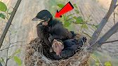Young Drongo Chicks Sitting Together in the Nest and Waiting for Food!