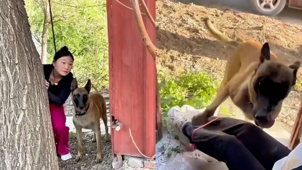 "This Dog Did Something UNBELIEVABLE!"