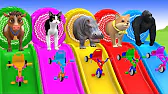 Long Slide Game With Cow Elephant Gorilla Hippopotamus Tiger 3d Animal Game Funny 3d Animals