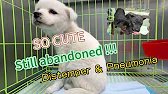 Is it too late to save this cute puppy with distemper and pneumonia?