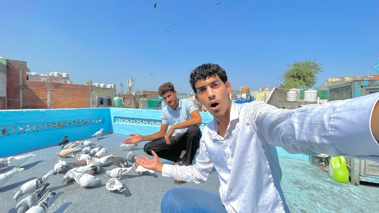 Hyderabadi Kabootaro ko lada diya 😱