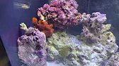 My new Frogfish! Anglerfish care guide & unboxing!