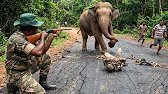Wild Elephant Charge: Forest Ranger Holds His Ground!
