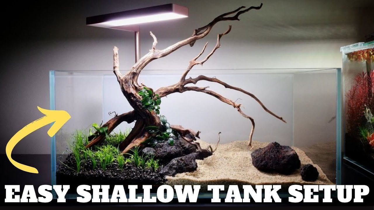 SHALLOW TANK LAVA ROCK AQUARIUM SETUP - BETTA FISH, NORMAN'S LAMPEYE KILLIFISH, RED CHERRY SHRIMPS