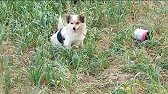 This Small Dog Was Waiting Alone… What Happened Next Is Amazing! 😢❤️