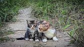 She never left her baby, a stray mother cat love broke my heart… I gave them a home