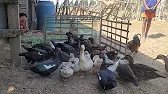 How to catch duck, village farming video