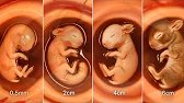 Bunny Embryo Development – From Cell to Fluffy Rabbit