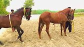Wow beautiful horse power videos horse morning walk #funny #shorts #india