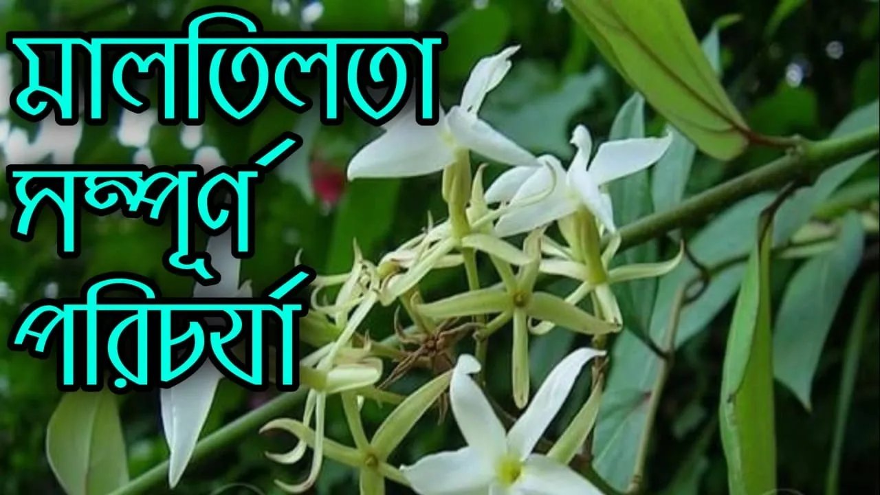 মালতিলতা গাছের যত্ন কিভাবে করবে জানো তো?