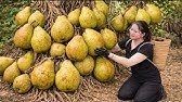 Harvest 1000+ wild pears & Go to Market Sell | rare fruit that grows in the amazon forest