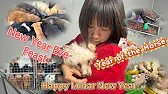 Too many dogs to manage during Lunar New Year Eve feast at the rescue camp
