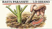 Why Amish Gardens Never Get Pests — The “Stick” Method Companies Hate